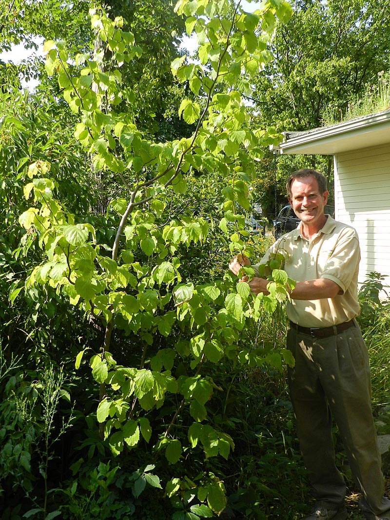 Witch Hazel Michigan Gardener