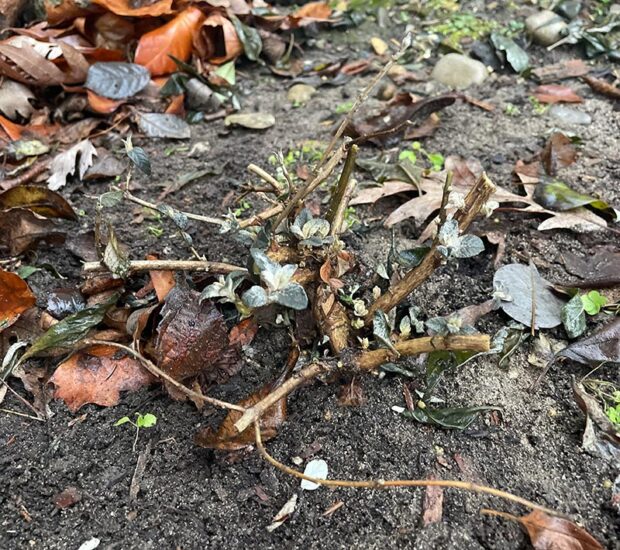 The same butterfly bush after coppicing, which promotes entirely new growth.