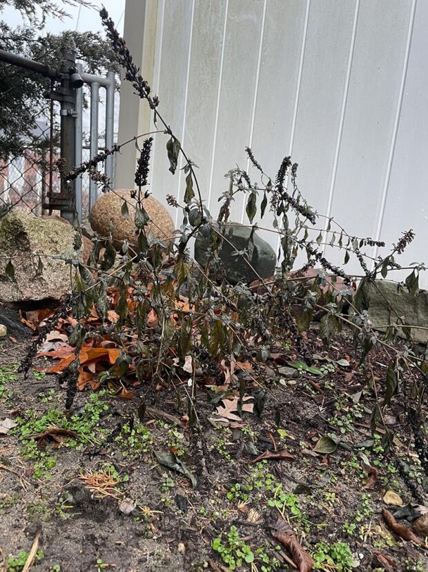 A butterfly bush before coppicing.