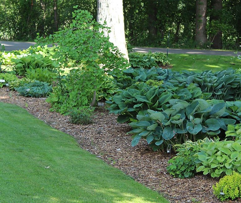 Website Extras Archives - Michigan Gardener