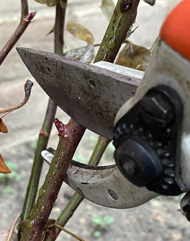 Make clean, slightly angled cuts just above a bud or branch collar.